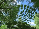 Aralia spinosa