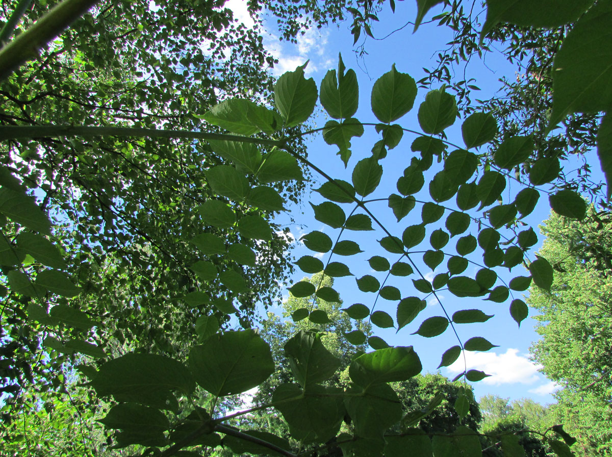 Image of Aralia spinosa specimen.