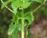 Veronica teucrium