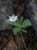 Trientalis europaea