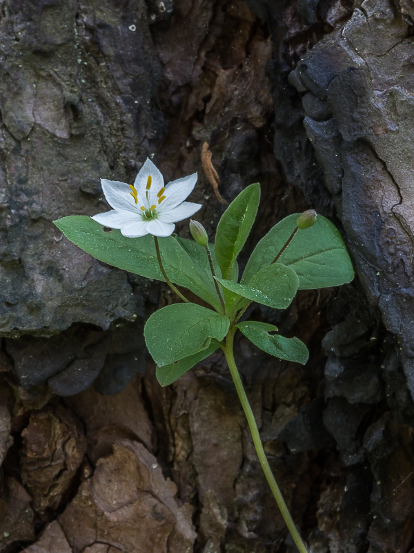 Изображение особи Trientalis europaea.