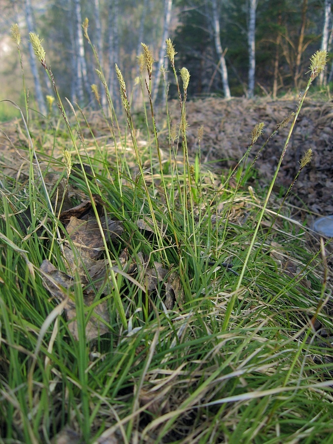 Изображение особи Carex macroura.