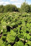 Petasites hybridus