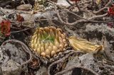 Orostachys spinosa. Вегетирующее растение. Башкортостан, Кугарчинский р-н, окр. дер. Мурадымово, природный парк \"Мурадымовское ущелье\", долина р. Большой Ик, каменистый склон на скальном массиве вдоль реки. 2 сентября 2018 г.