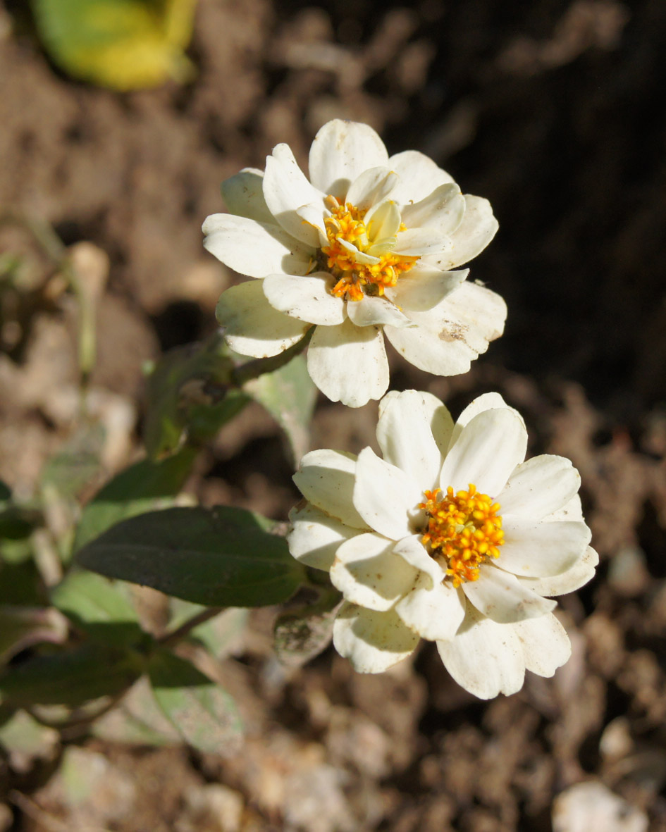 Изображение особи Zinnia elegans.