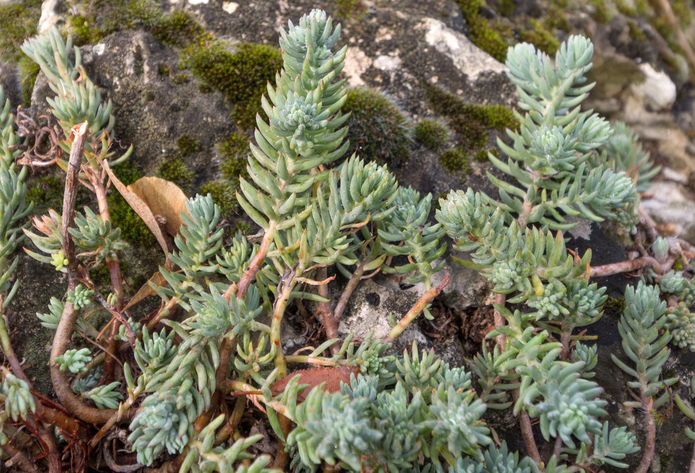 Image of Sedum reflexum specimen.