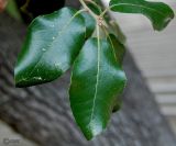 Quercus ilex