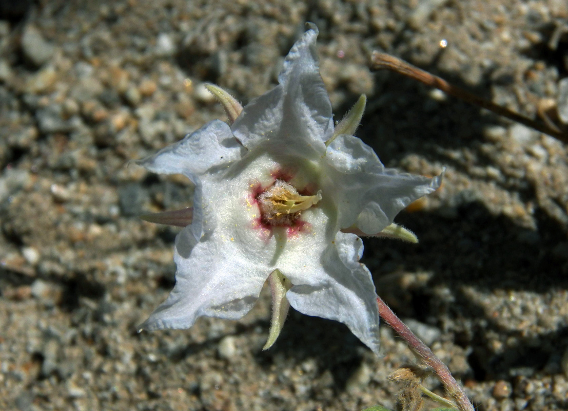 Изображение особи Trichodesma incanum.