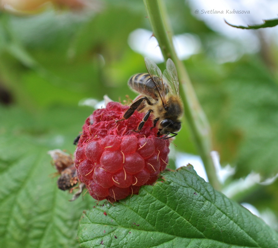 Изображение особи Rubus idaeus.