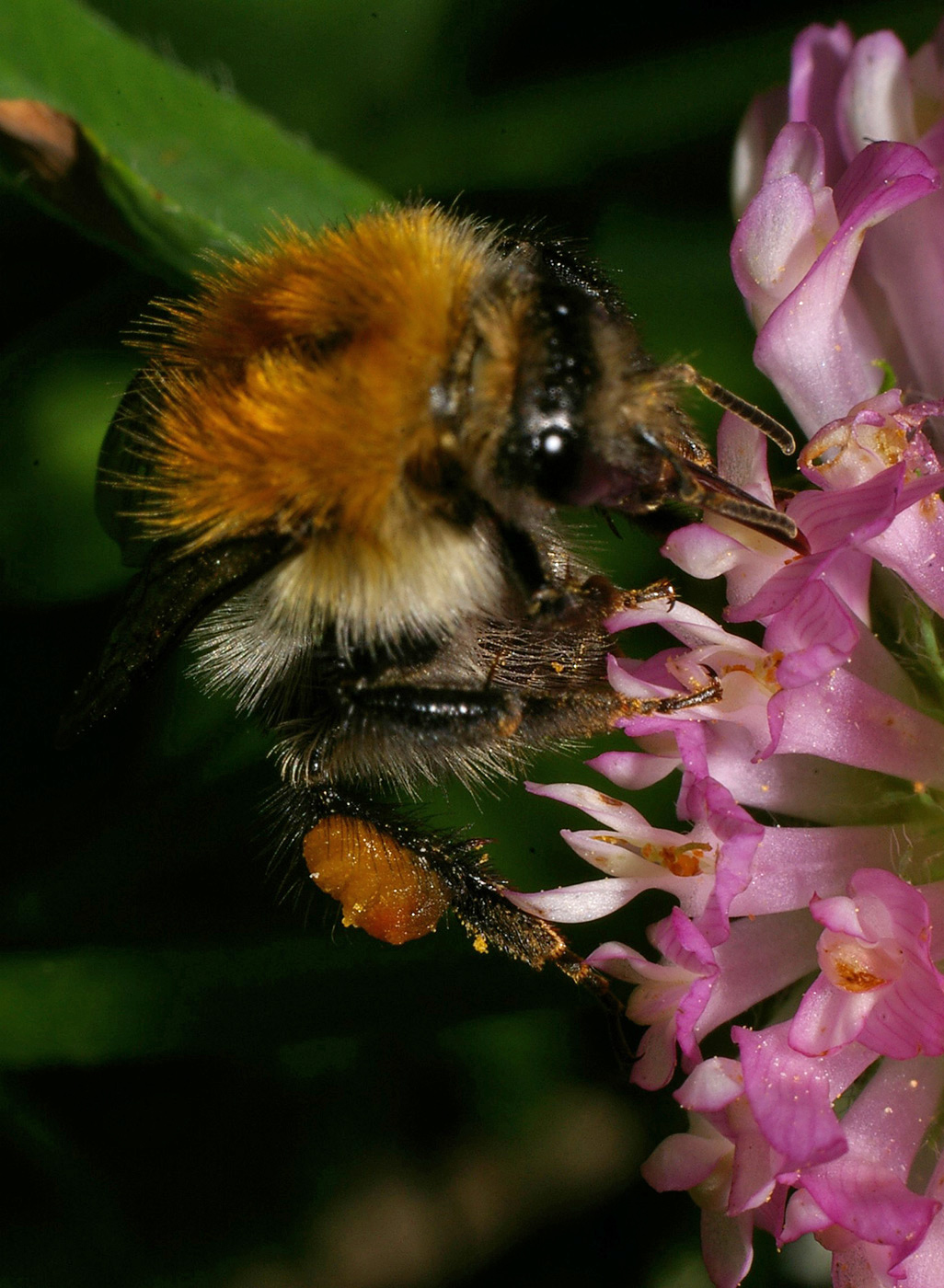 Image of Trifolium pratense specimen.