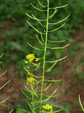 Erysimum cheiranthoides. Средняя часть соплодия с незрелыми плодами. Московская обл., Раменский р-н, пос. Ильинский, на заросшей сорняками грядке. 25.07.2018.