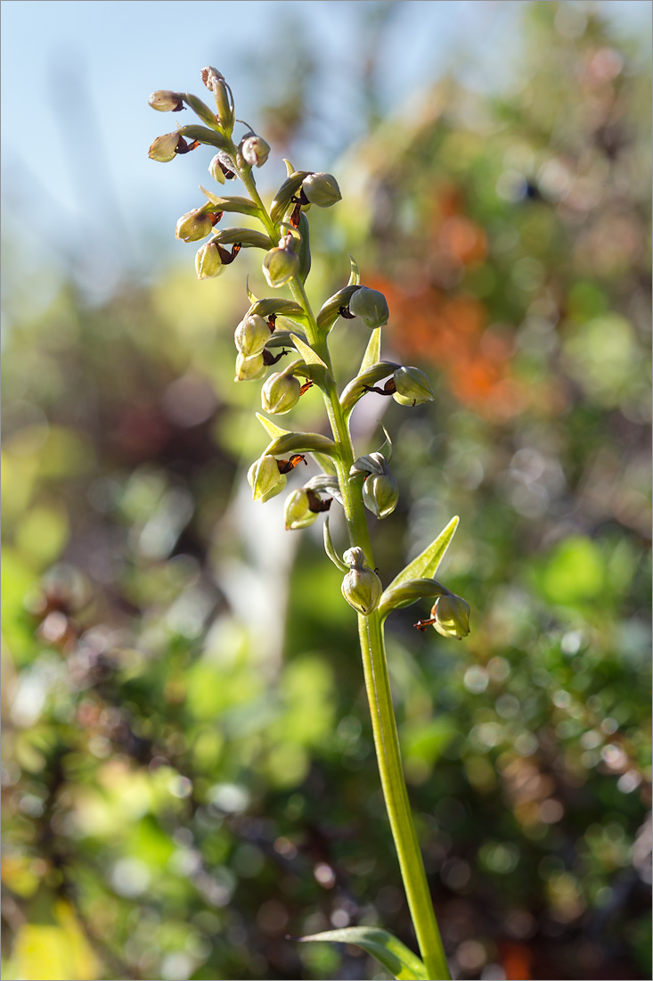 Изображение особи Dactylorhiza viridis.