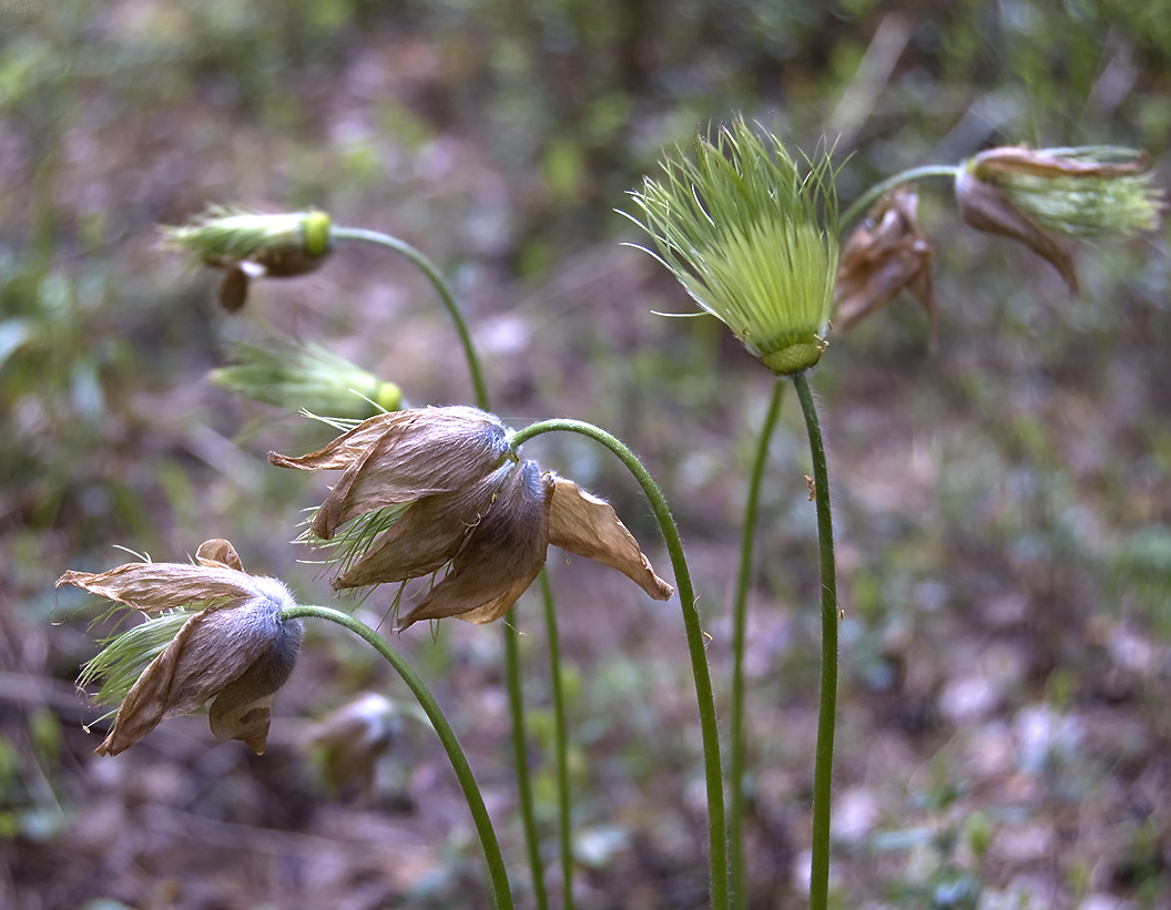 Image of Pulsatilla patens specimen.