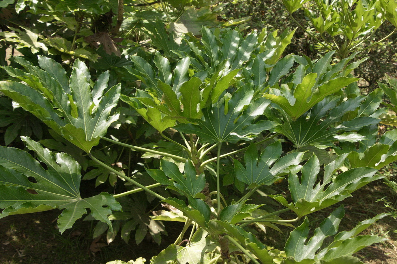 Изображение особи Fatsia japonica.