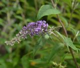 Buddleja davidii. Соцветие. Крым, Карадагский заповедник, биостанция, парк. 21.06.2017.