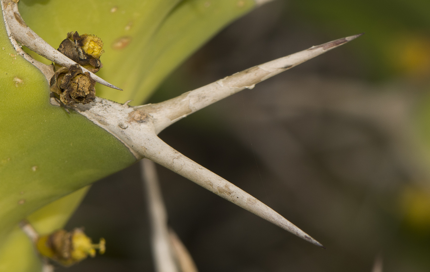 Image of Euphorbia grandicornis specimen.