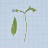 Pentodon pentandrus