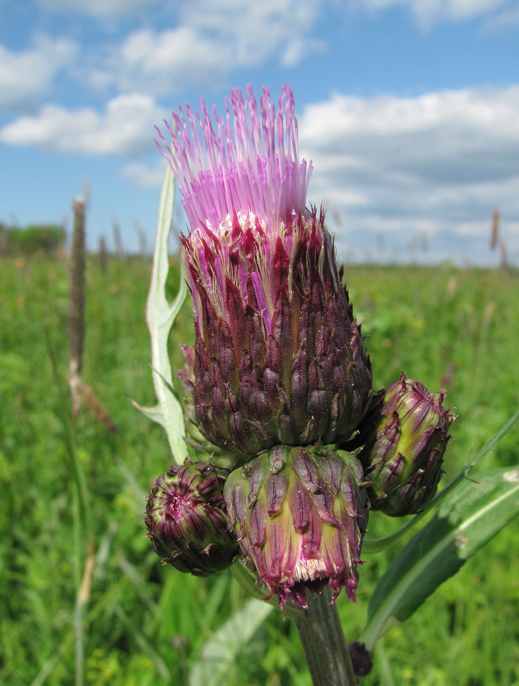 Изображение особи Cirsium heterophyllum.