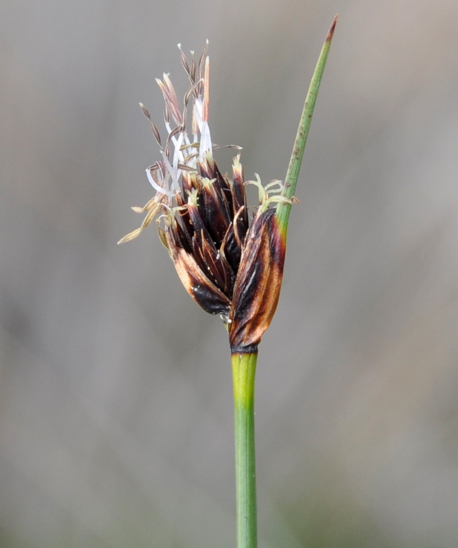 Изображение особи Schoenus nigricans.