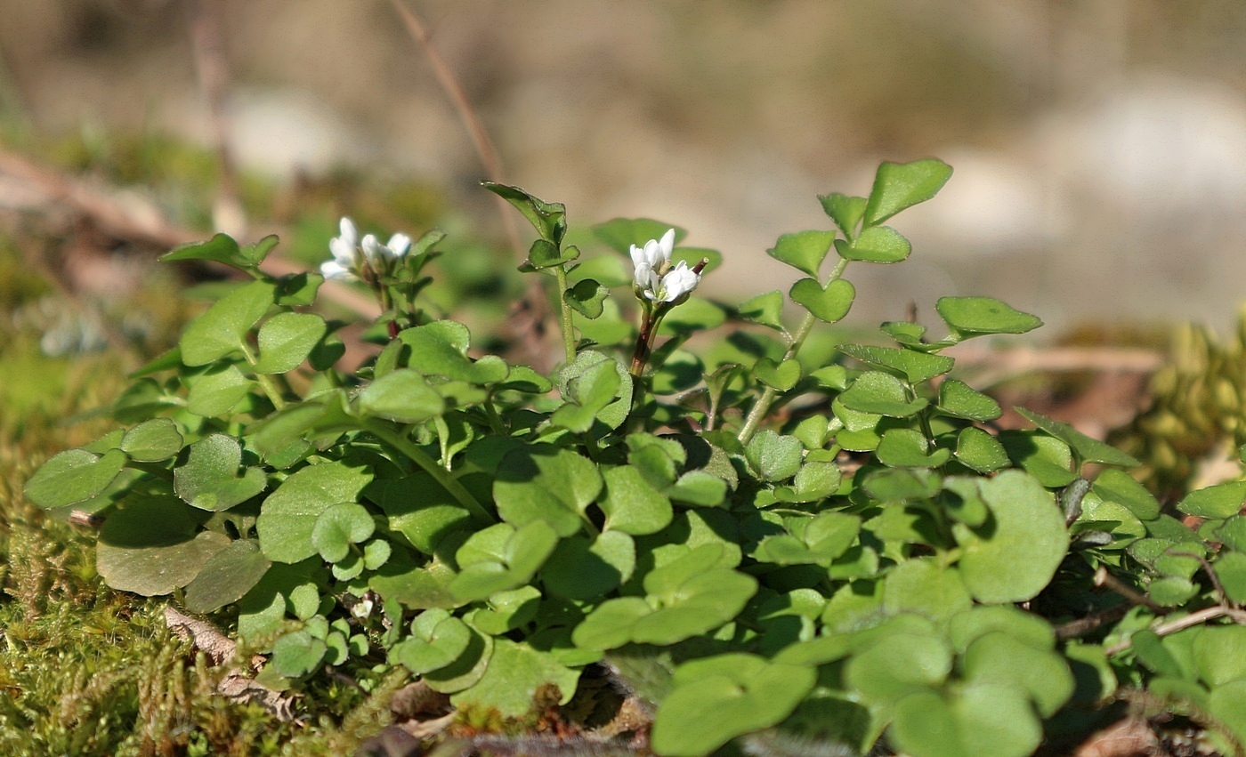 Image of Cardamine hirsuta specimen.