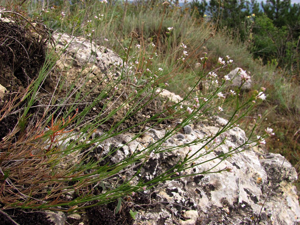 Изображение особи Asperula praevestita.