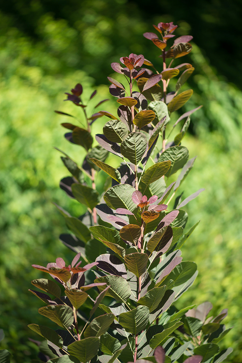 Image of Cotinus coggygria specimen.