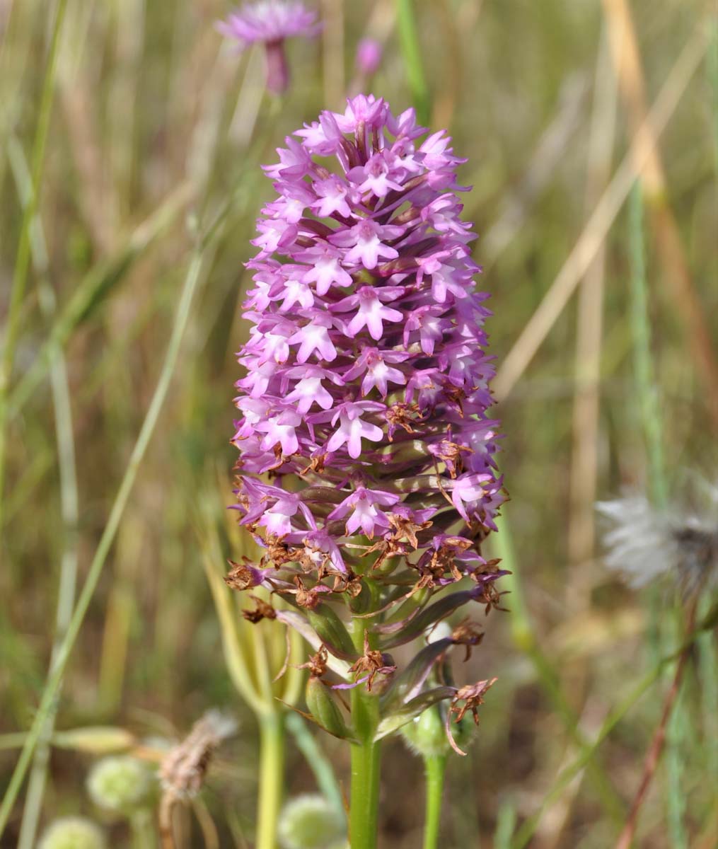 Изображение особи Anacamptis pyramidalis.