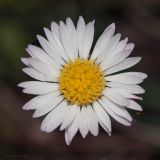 Bellis perennis