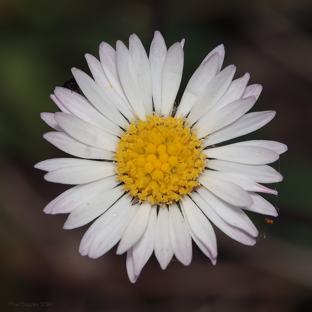 Изображение особи Bellis perennis.