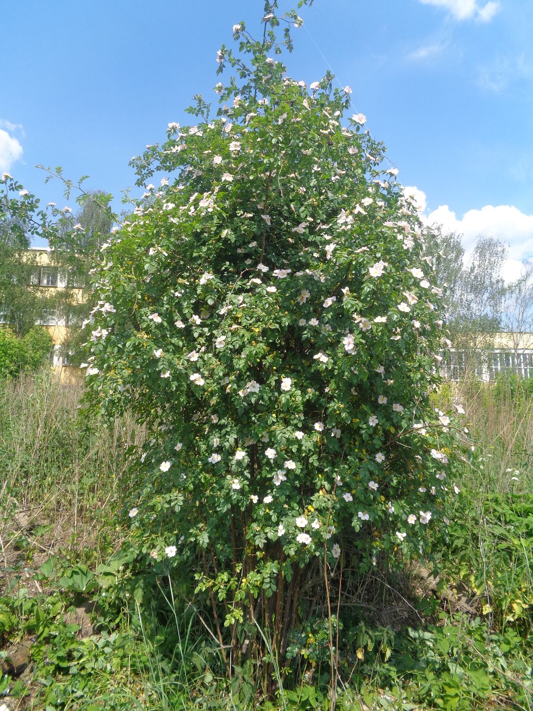 Image of genus Rosa specimen.