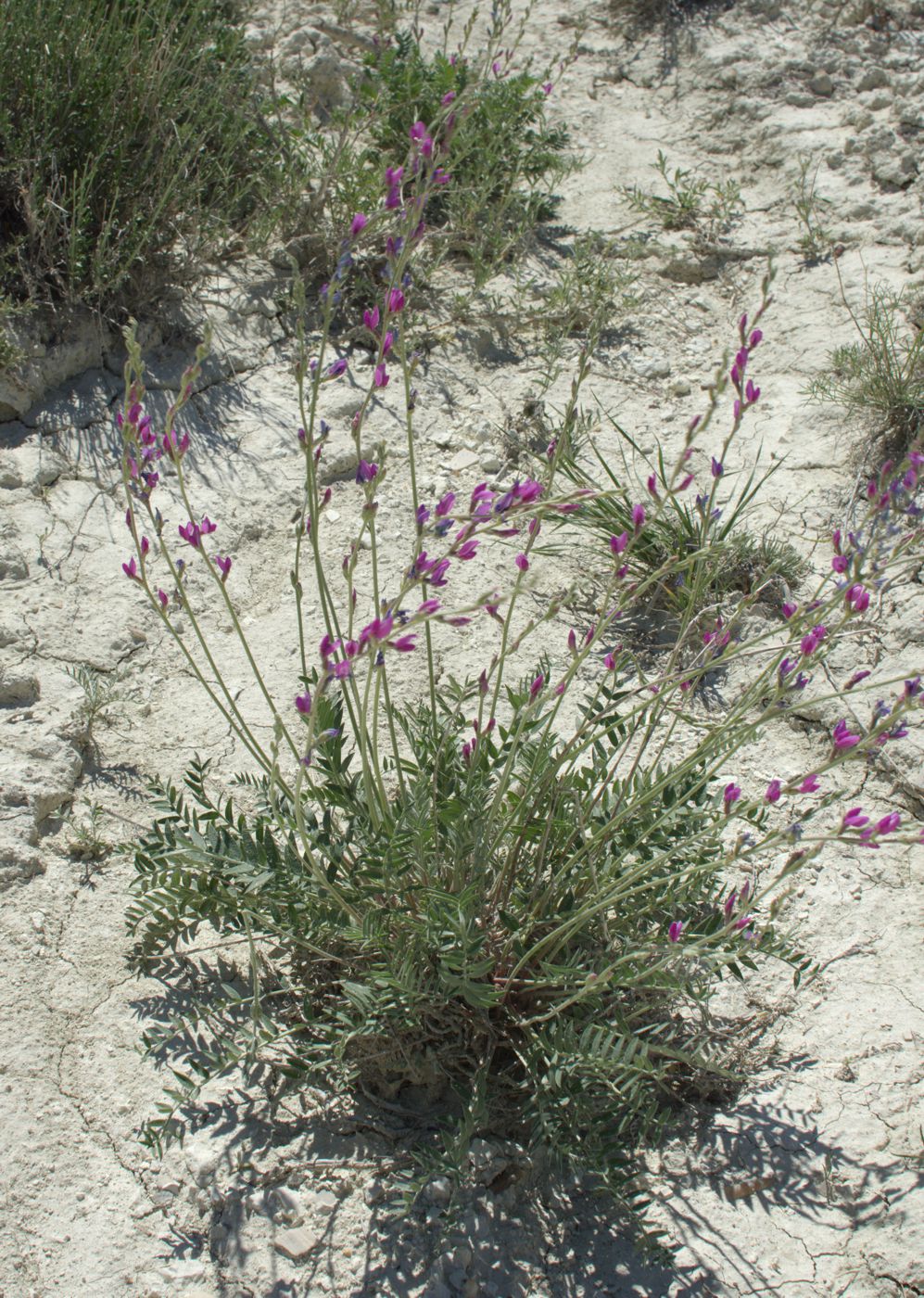 Изображение особи Oxytropis gebleriana.