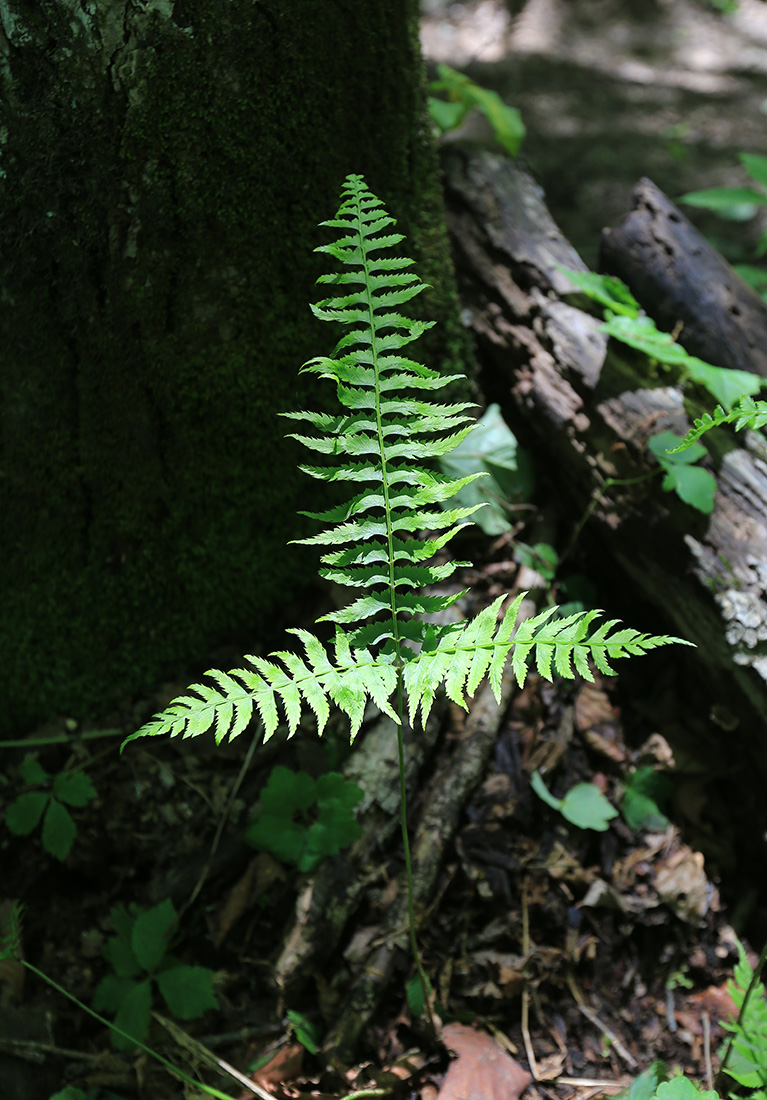 Image of Polystichum subtripteron specimen.