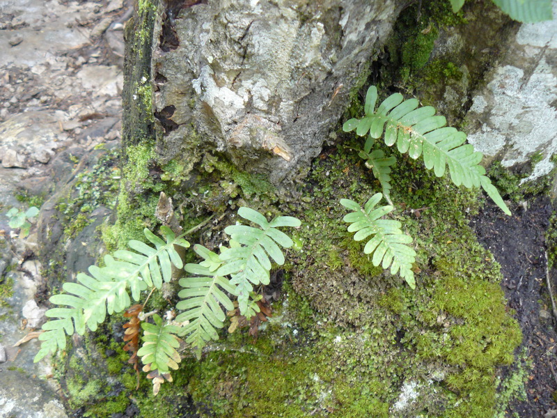 Image of Polypodium vulgare specimen.