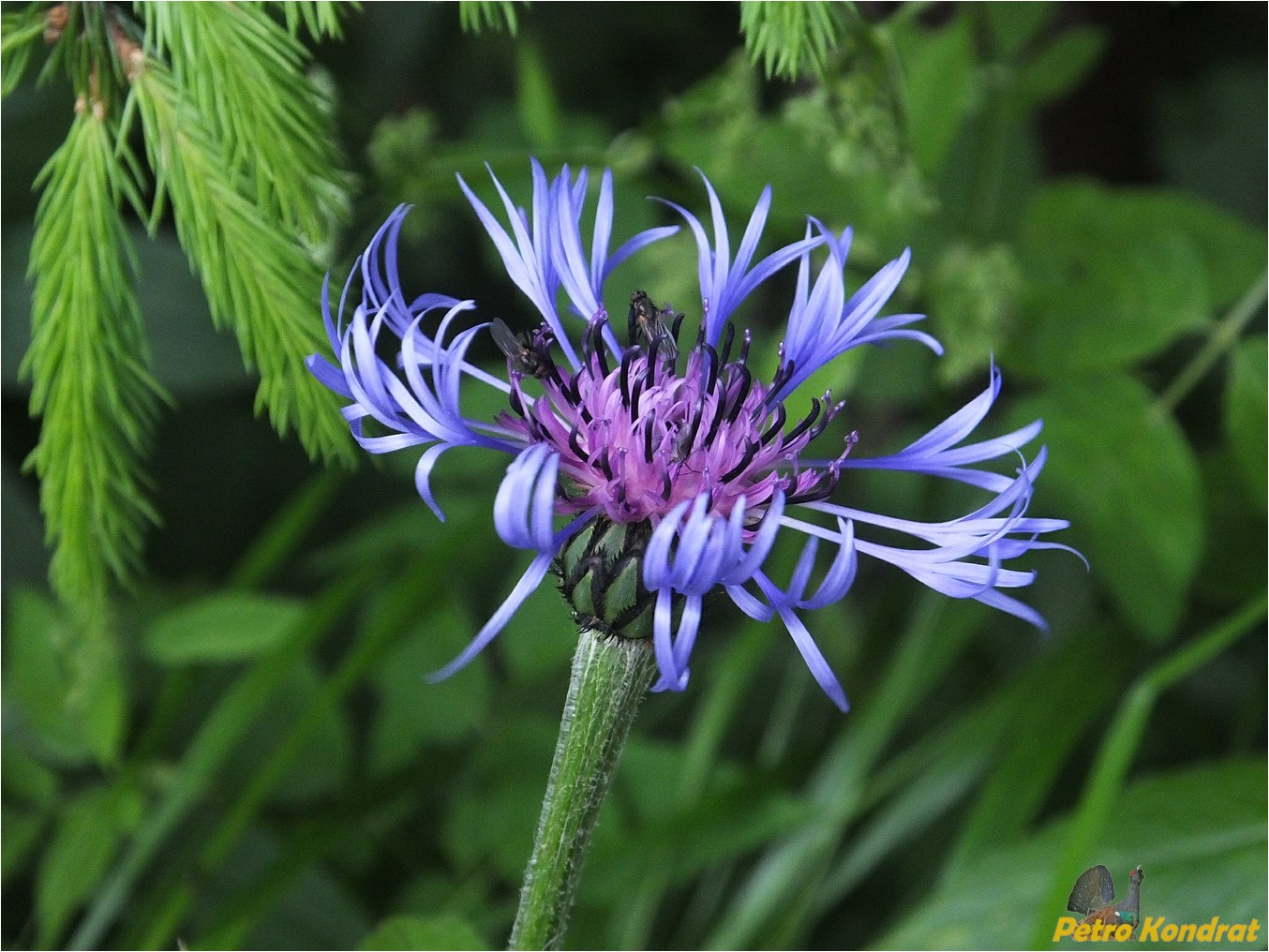 Изображение особи Centaurea marmarosiensis.