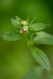 Lithospermum officinale. Верхушка цветущего растения. Ростовская обл., Аксайский р-н, окр. хут. Александровка, пойменные заросли. 26.05.2019.