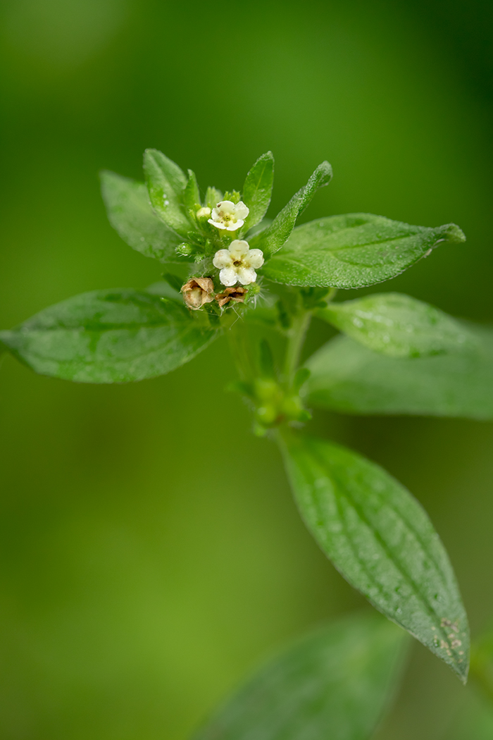 Image of Lithospermum officinale specimen.