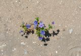 Anagallis arvensis