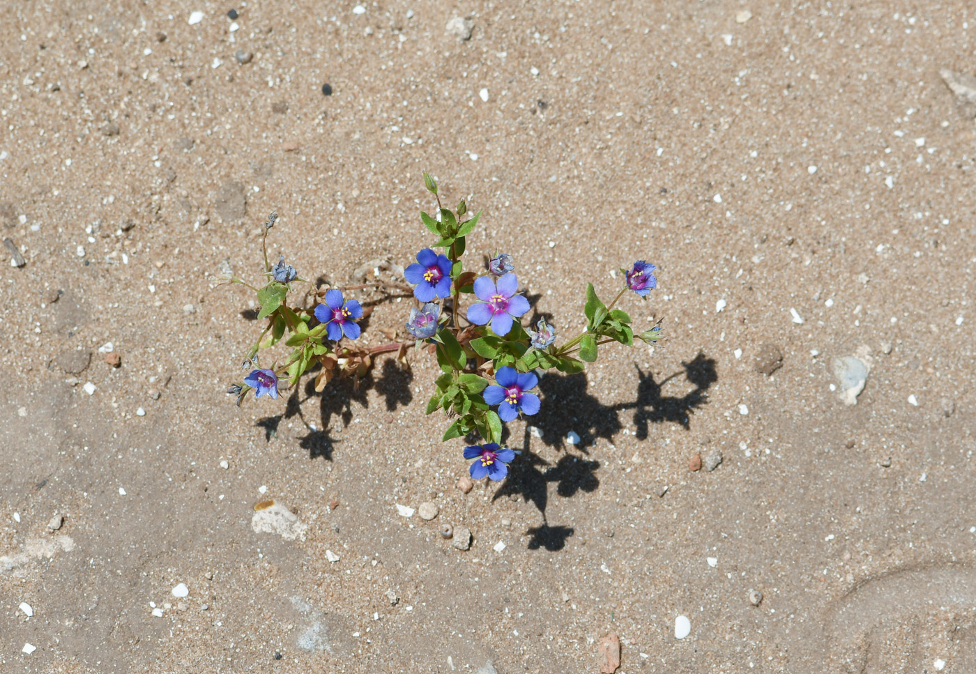 Изображение особи Anagallis arvensis.