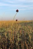 Allium regelianum. Цветущие растения. Крым, Керченский п-ов, окр. с. Бондаренково, степь. 25 июня 2019 г.