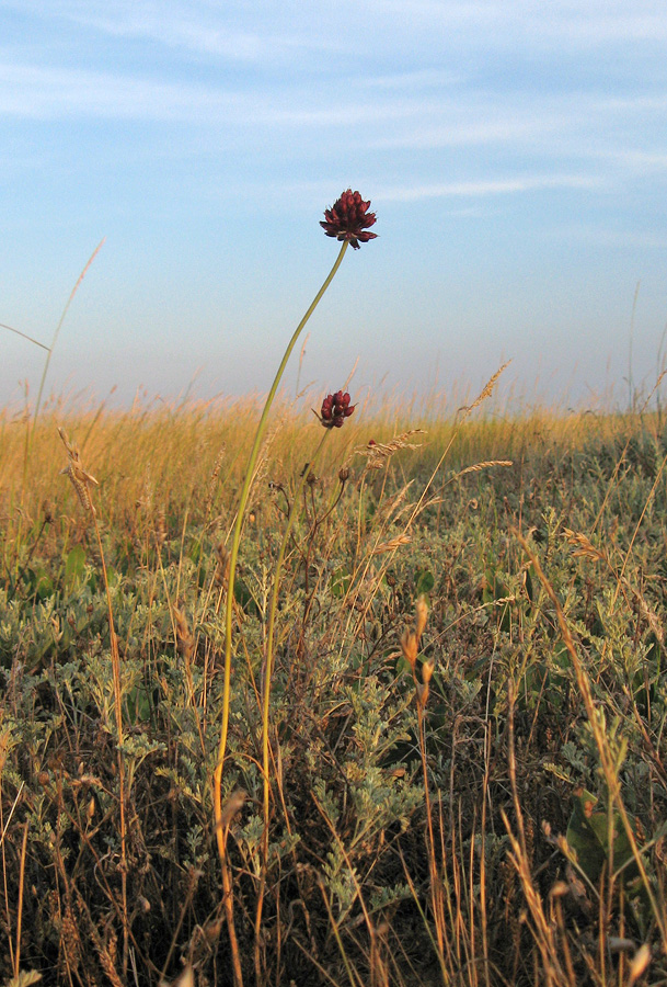 Image of Allium regelianum specimen.