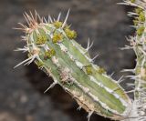 Euphorbia handiensis