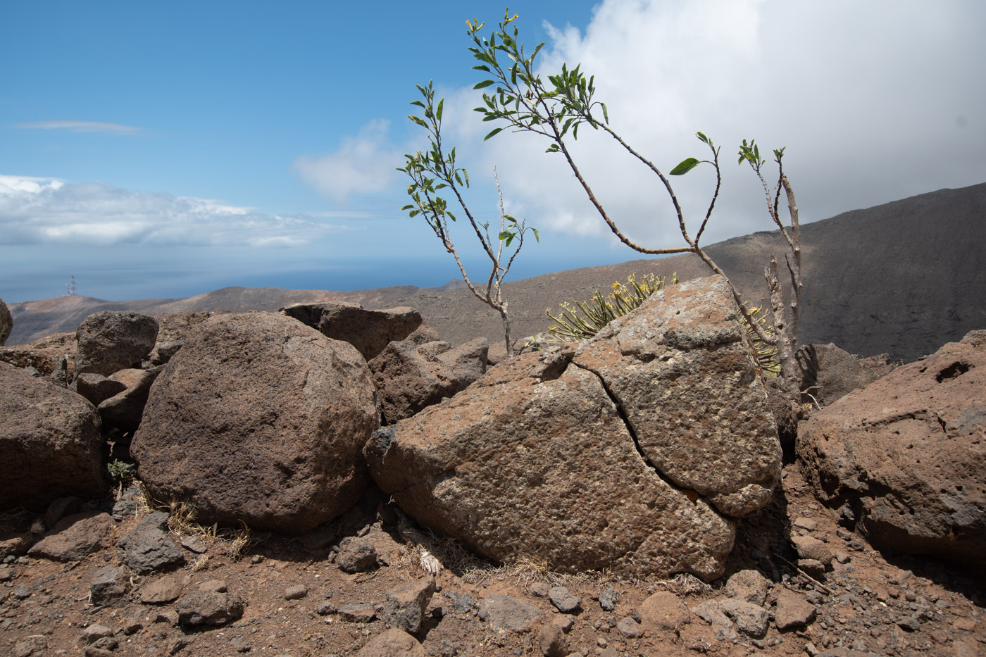 Image of Nicotiana glauca specimen.