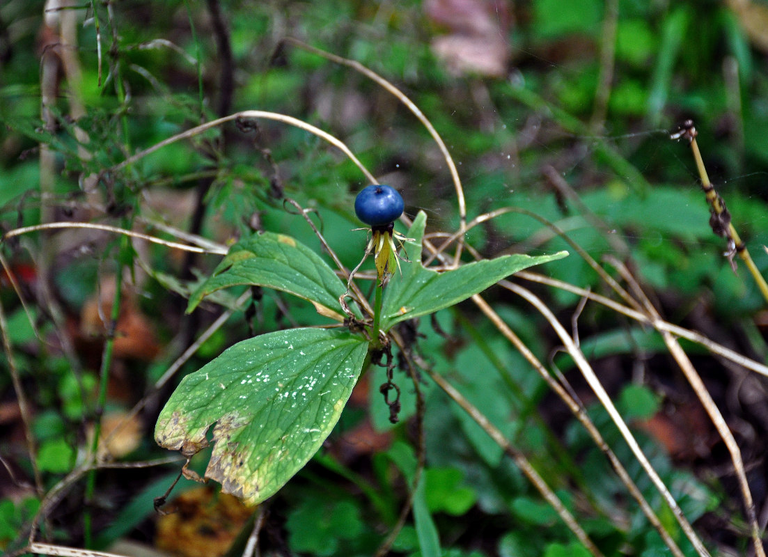 Image of Paris quadrifolia specimen.