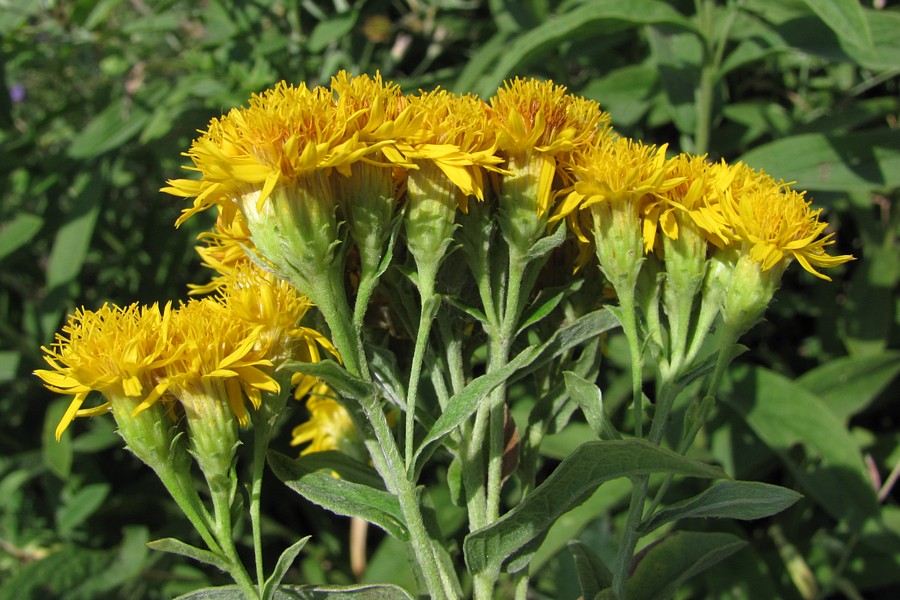 Изображение особи Inula germanica.