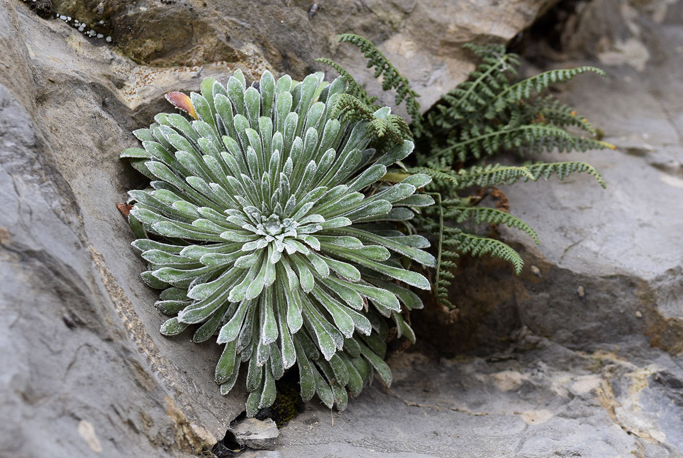 Image of Saxifraga longifolia specimen.