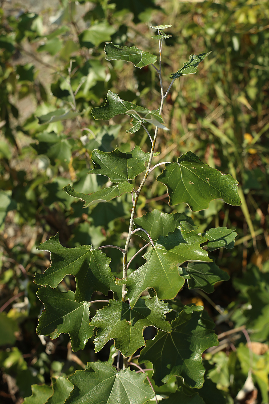 Изображение особи Populus alba.