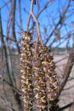 Alnus incana. Части мужских соцветий. Свердловская обл., г. Североуральск, обочина дороги. 14.04.2019.