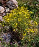 genus Senecio. Цветущее растение. Сербия, национальный парк Тара, плоскогорье Равна Тара, западный берег оз. Заовине, каменистый склон. 11.07.2019.