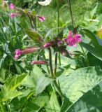 Melandrium dioicum