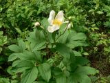 Paeonia lactiflora